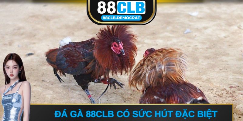 Đá gà 88CLB có nhiều sức hút đặc biệt
